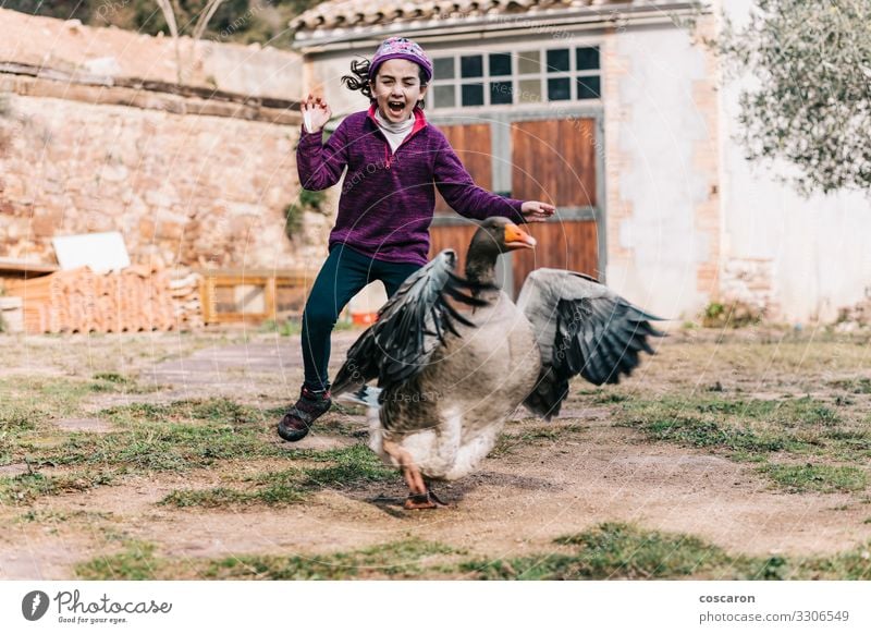 Ein kleines Mädchen erschreckt eine Gans auf einer Farm. Freude Glück Freizeit & Hobby Spielen Ferien & Urlaub & Reisen Sommer Sommerurlaub Haus Garten Kind