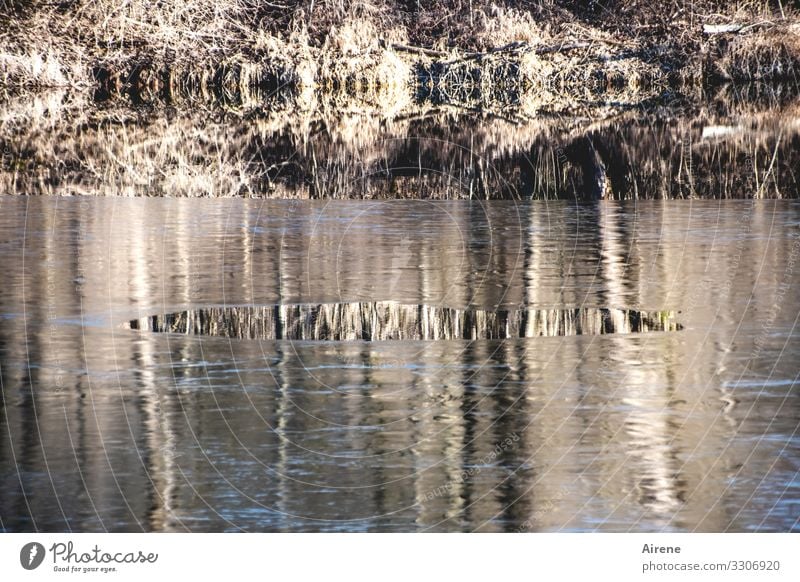 Lücke im Eis Winter Schönes Wetter Frost Seeufer Teich braun Klima tauen Böschung Eisfläche Pfütze Reflexion & Spiegelung Wasserspiegelung natürlich trüb kalt