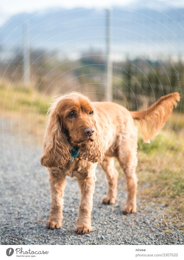 Gassigehen mit Cocker spaniel Freizeit & Hobby Spielen Spaziergang Ausflug Abenteuer Umwelt Natur Schönes Wetter Wiese See Schweiz Wege & Pfade Tier Haustier