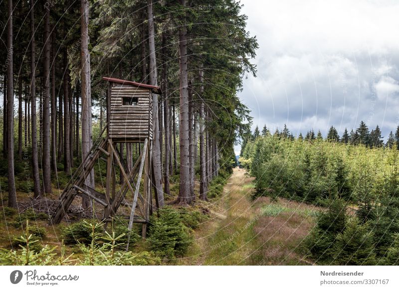 Weidmannsheil Freizeit & Hobby Jagd Landwirtschaft Forstwirtschaft Natur Landschaft Pflanze Himmel Wolken Frühling Sommer Baum Gras Wald Bauwerk Wege & Pfade