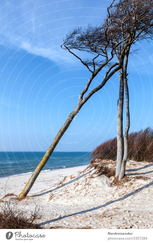 Windflüchter am Weststrand Ferien & Urlaub & Reisen Tourismus Sommerurlaub Natur Landschaft Urelemente Sand Wasser Wolkenloser Himmel Frühling Schönes Wetter