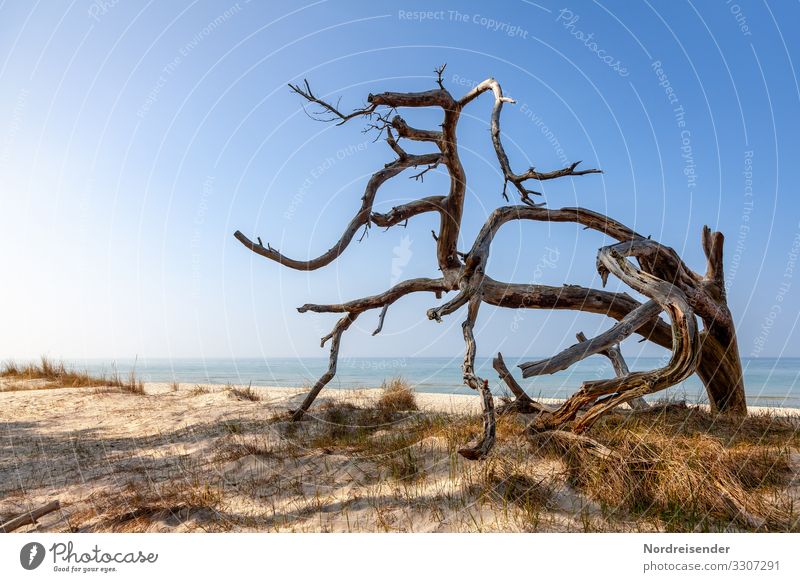 Weststrand Ferien & Urlaub & Reisen Tourismus Strand Meer Natur Landschaft Urelemente Sand Wasser Wolkenloser Himmel Frühling Sommer Schönes Wetter Baum Nordsee