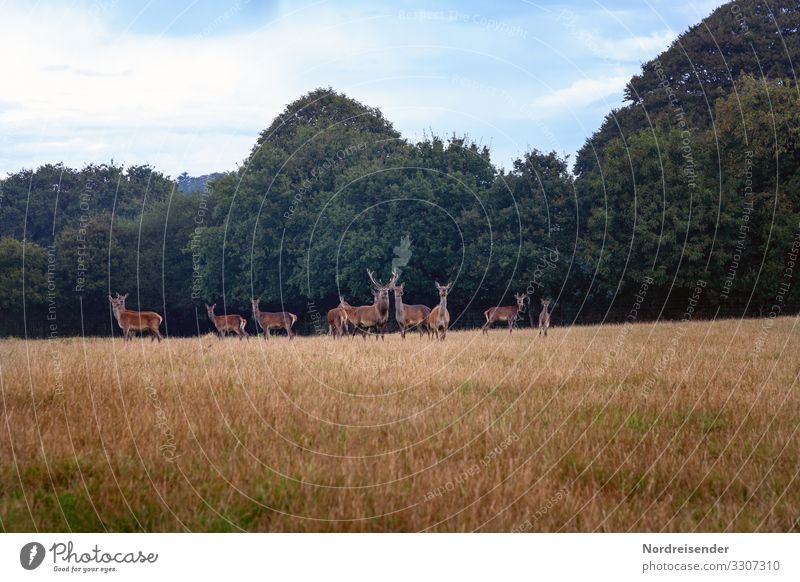 Rotwild auf einer Lichtung Ausflug Landwirtschaft Forstwirtschaft Natur Landschaft Pflanze Tier Himmel Wolken Sommer Schönes Wetter Baum Gras Wiese Wald