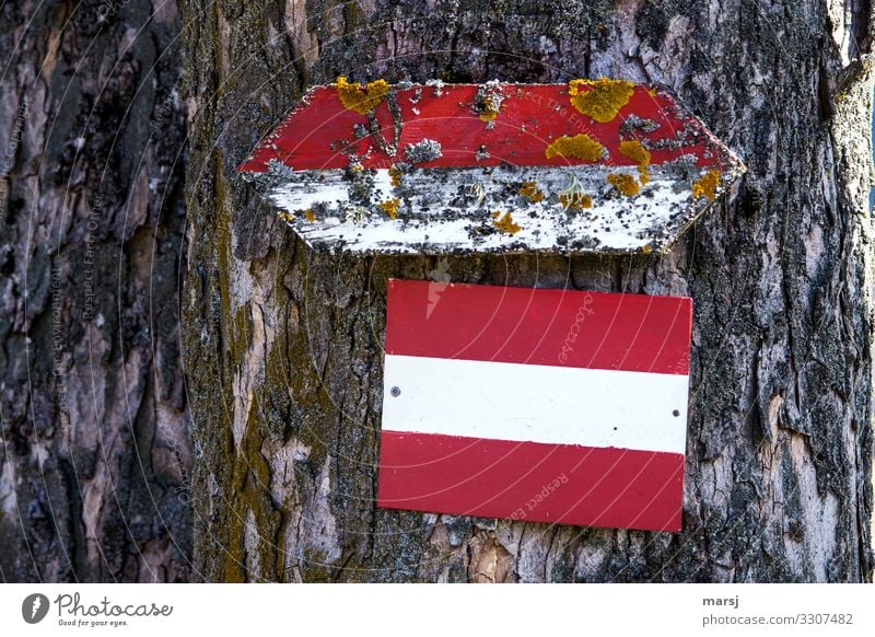 Wegweisend Moos Baumrinde Holz Zeichen Schilder & Markierungen Hinweisschild Warnschild rot-weiß-rot alt authentisch standhaft Ordnungsliebe Beginn bizarr