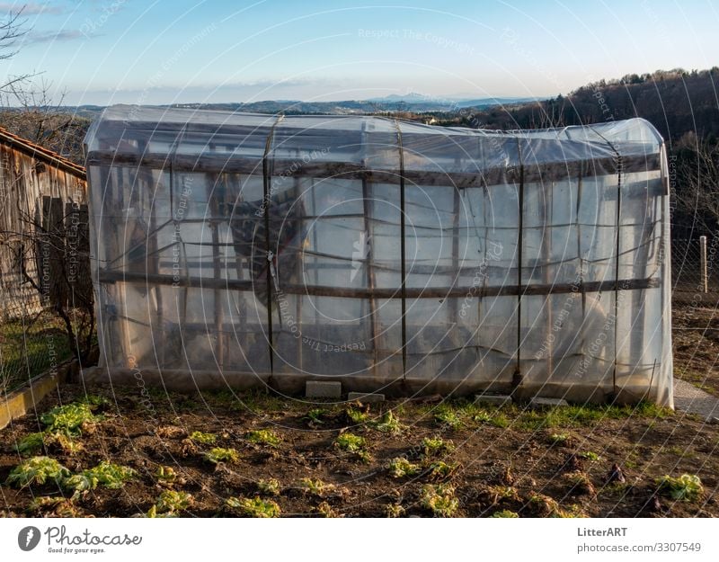 KREATIVES GEWÄCHSHAUS Lebensmittel Gemüse Salat Salatbeilage Frucht Ernährung Bioprodukte Vegetarische Ernährung Gesunde Ernährung Traumhaus Garten Gartenarbeit