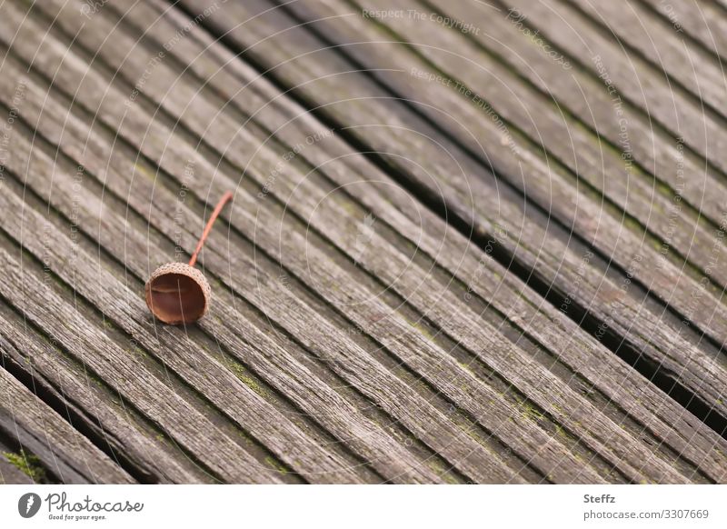 Herbstdeko Eichelkappe Eichelhut Holzbrett einfach Eicheln Holzweg Boden Holzstruktur Holzfußboden Bodenbelag Steg Einfachheit Bastelmaterial September