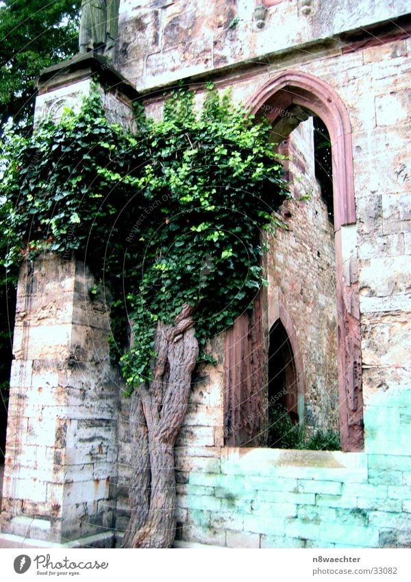 Bunte Ruine Gebäude Baum Fenster grün Weimar Architektur Fensterbogen alt historisch Historische Bauten verfallen Detailaufnahme Bildausschnitt Mauer Steinmauer