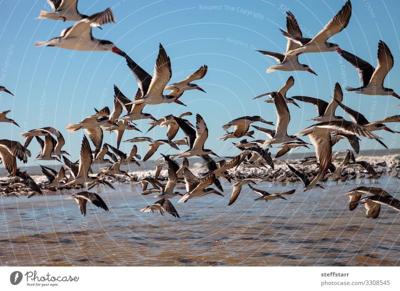 Fliegende Trauerseeschwalben Rynchops niger Strand Meer Natur Landschaft Küste Wildtier Vogel Schwarm fliegen blau rot schwarz Seeschwalben Entenvögel