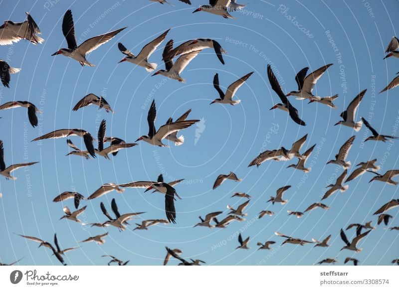 Fliegende Trauerseeschwalben Rynchops niger Strand Meer Natur Landschaft Küste Tier Wildtier Vogel Schwarm fliegen blau rot schwarz Seeschwalben Entenvögel