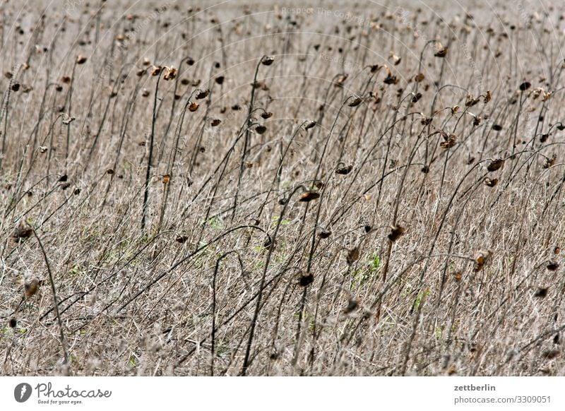 Sonnenblumen Feld Landwirtschaft Ackerbau trocken getrocknet vertrocknet Dürre verdorrt Wüste Steppe Klimawandel Meteorologie Klimazone Essen Ernährung