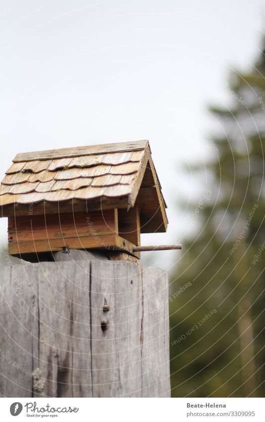 Schwarzwaldhaus für Vögel Ernährung Haus Natur Landschaft Wetter Feld Wald Bauwerk Luftverkehr Vogel entdecken Erholung Essen fliegen füttern warten