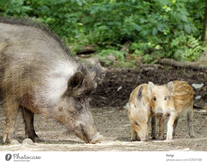 weibliches Wildschwein und Frischlinge im Wald Umwelt Natur Pflanze Tier Frühling Schönes Wetter Sträucher Waldboden Wildtier 3 Tierfamilie Fressen Blick stehen