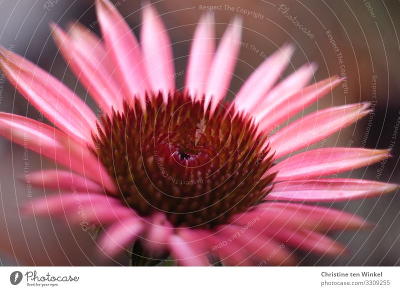 Roter Sonnenhut Natur Pflanze Blume Blüte Blütenstauden ästhetisch außergewöhnlich Duft elegant fantastisch Freundlichkeit glänzend schön nah natürlich rosa