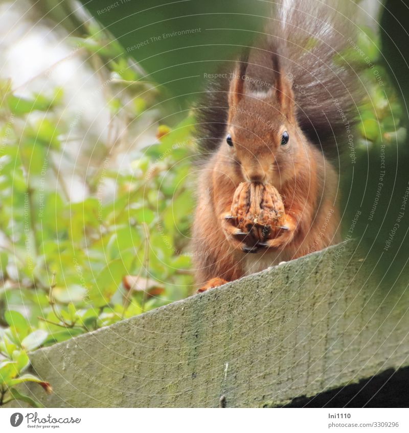 Besuch im Garten I Natur Pflanze Tier Winter Schönes Wetter Wildtier Eichhörnchen 1 braun grau grün Nussknacker Walnuss brechen füttern Delikatesse Nagetiere