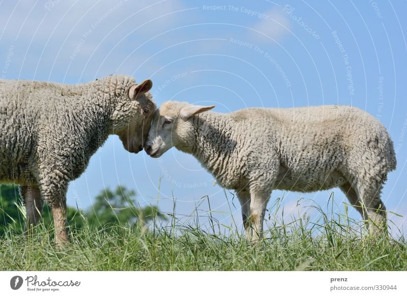 Kopf an Kopf Umwelt Natur Tier Nutztier 2 Tierpaar blau grau grün Schaf Gras Farbfoto Außenaufnahme Menschenleer Textfreiraum oben Tag Licht Schatten Kontrast