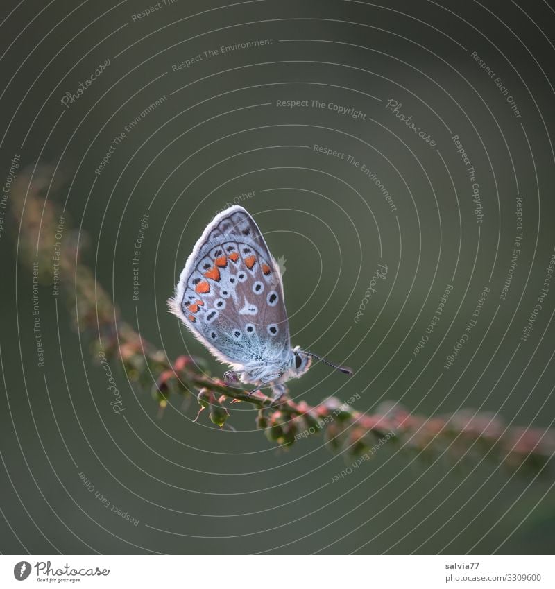 verdiente Pause Umwelt Natur Tier Sommer Pflanze Gras Samen Stengel Schmetterling Flügel Insekt Bläulinge 1 klein oben Leichtigkeit ruhig Farbfoto Außenaufnahme