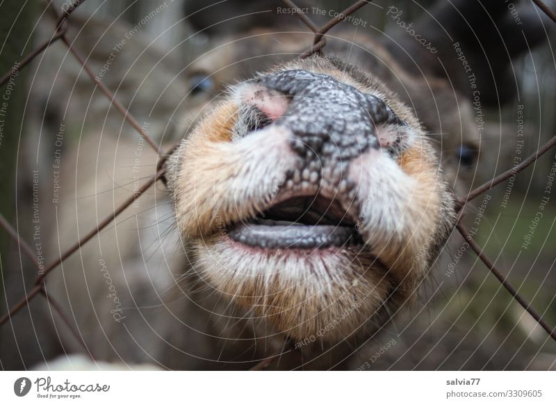 nicht so gierig Tier Tiergesicht Säugetier Hirsche Rothirsch Kopf Schnauze Maul Nasenloch 1 außergewöhnlich Neugier anstrengen Gier lustig Farbfoto