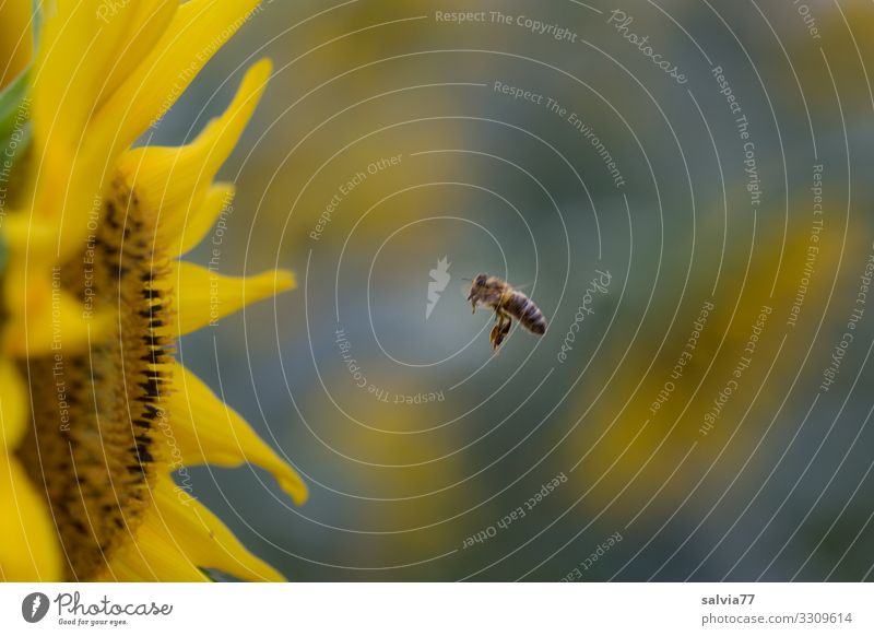 Bienenflug Umwelt Natur Pflanze Tier Sommer Klima Blume Blüte Sonnenblume Garten Feld Nutztier Insekt Honigbiene 1 Blühend Duft Ziel fliegen Nektar Farbfoto