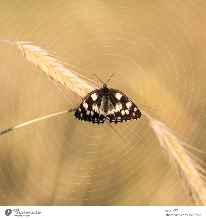 Ein Bett im Kornfeld Umwelt Natur Sommer Herbst Schönes Wetter Pflanze Blüte Nutzpflanze Getreidefeld Feld Tier Schmetterling Flügel Insekt Schachbrett Ähren