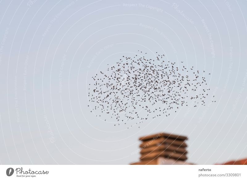 Vögel fliegen im Zug über einen Schornstein Sonne Fabrik Industrie Umwelt Natur Landschaft Tier Himmel Skyline Gebäude Vogel dreckig retro braun Ende