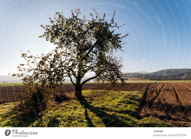 Apfelbaum an Acker Ackerland Sommer Schönes Wetter Wolkenloser Himmel Sonnenlicht Schatten Landwirtschaft ländlich Feld Ackerbau