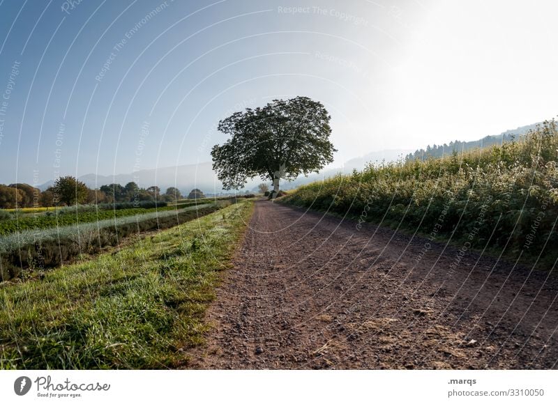 Acker Natur Landschaft Erde Wolkenloser Himmel Frühling Sommer Schönes Wetter Baum Nutzpflanze Kräuter & Gewürze Feld Fluchtpunkt Landwirtschaft nachhaltig