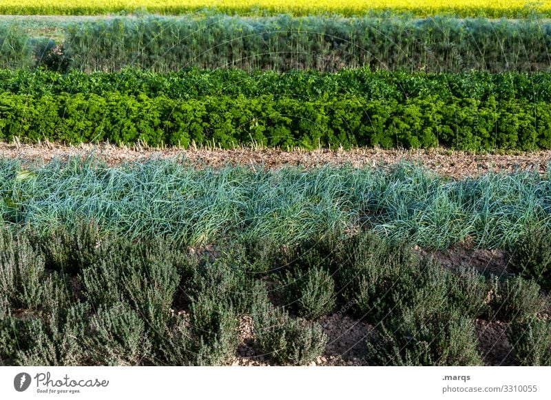 Kräuter Natur Kräuter & Gewürze Feld Landwirtschaft Biologische Landwirtschaft Reihe Streifen Wachstum viele Ordnung Farbfoto Außenaufnahme Menschenleer Tag