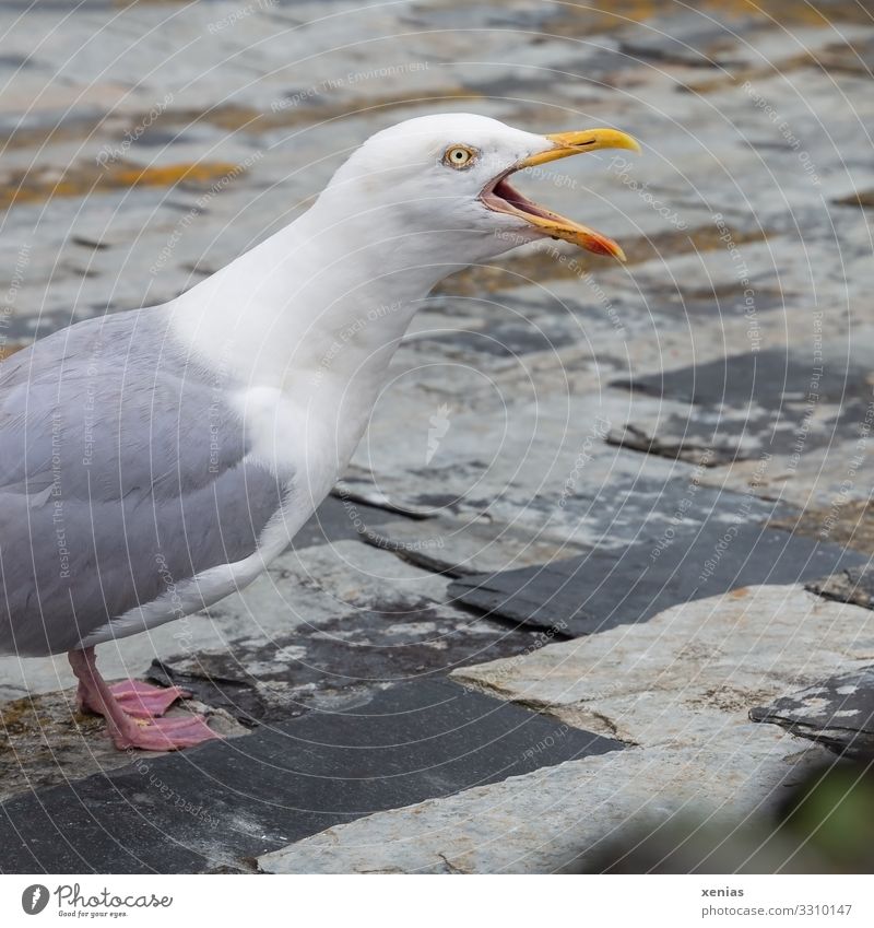 Kreischende Möwe steht auf Schieferplatten Natur Dach Holzschindel Tier Wildtier Vogel Schnabel 1 Aggression wild grau orange weiß Wut Ärger Stadt Beschwerde