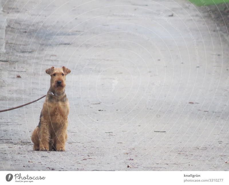 Airedale Terrier Tier Haustier Hund 1 sitzen warten braun grau Hundeleine angeleint Wachsamkeit Wege & Pfade Farbfoto Außenaufnahme Menschenleer