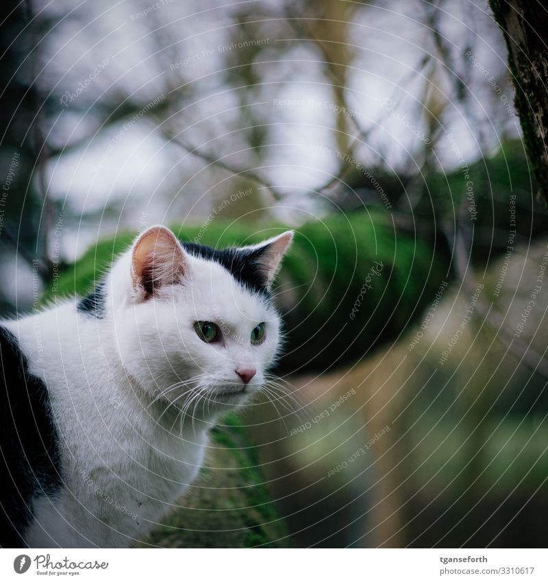 Katze vor Baum Umwelt Natur Pflanze Tier Haustier 1 beobachten Blick warten bedrohlich authentisch frech kuschlig schwarz weiß Vertrauen Sympathie Freundschaft