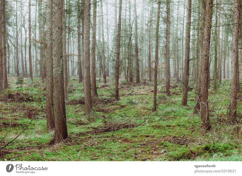 im Wald Umwelt Natur Landschaft Tier Herbst Winter Pflanze Baum Moos Grünpflanze Wildpflanze Urwald Wachstum alt groß hoch Glück Zufriedenheit Lebensfreude