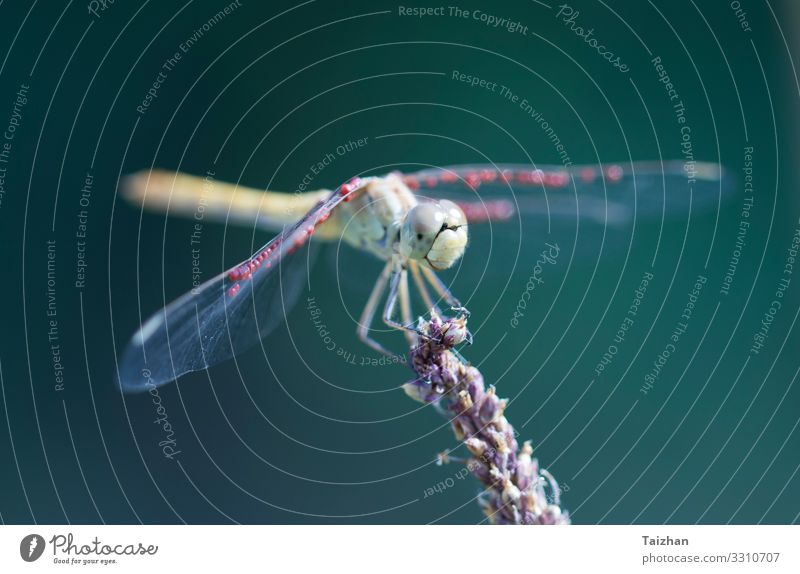 Libelle in der Natur. Wunderschöne Vintage-Naturszene mit Libelle im Freien Unschärfe Bokeh träumen Eleganz Auge Fliege frei nostalgisch aussruhen weich lebhaft