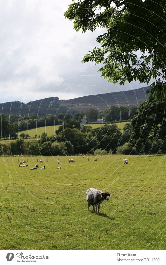 Wachschaf nähert sich Ferien & Urlaub & Reisen Umwelt Natur Landschaft Pflanze Tier Himmel Wolken Wetter Baum Gras Wiese Wald Hügel Nutztier Schafherde