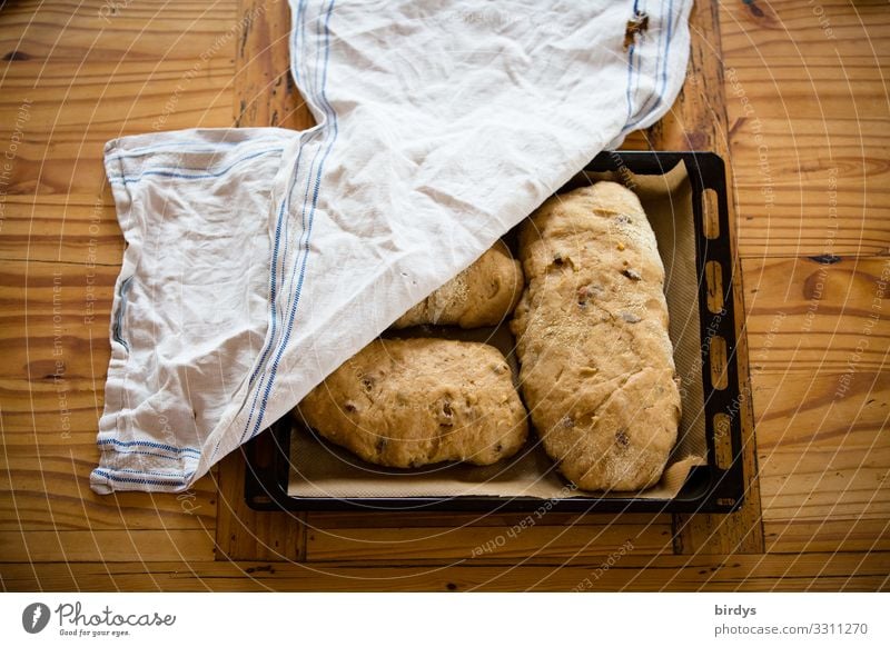 Stollen vor dem Backen Teigwaren Backwaren Brot Christstollen Ernährung Backblech Tisch Holztisch Metall Tuch Duft authentisch lecker positiv braun gelb weiß