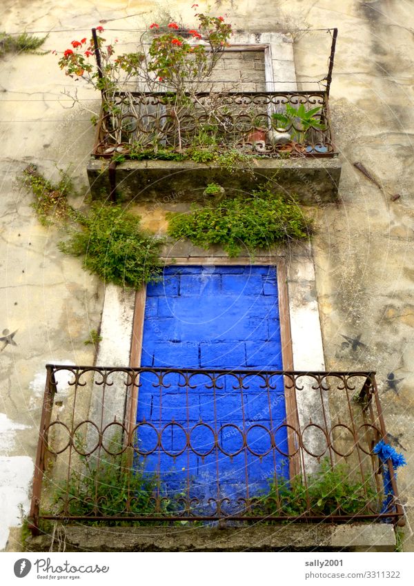 blau vermauert... Pflanze Blume Rose Portugal Haus Mauer Wand Fassade Balkon außergewöhnlich bizarr Einsamkeit Endzeitstimmung einzigartig Surrealismus Stadt