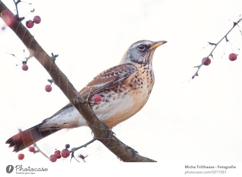 Wacholderdrossel im Baum Natur Tier Himmel Sonnenlicht Schönes Wetter Zweige u. Äste Wildtier Vogel Tiergesicht Flügel Krallen Drossel Kopf Schnabel Auge Feder