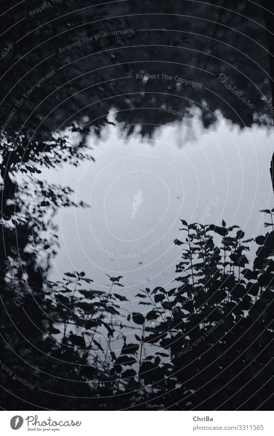 Tiefe Wasser sind still Umwelt Natur Landschaft Pflanze Urelemente Frühling Herbst Klima Baum Gras Sträucher Blatt Grünpflanze Wald Küste Teich See Menschenleer