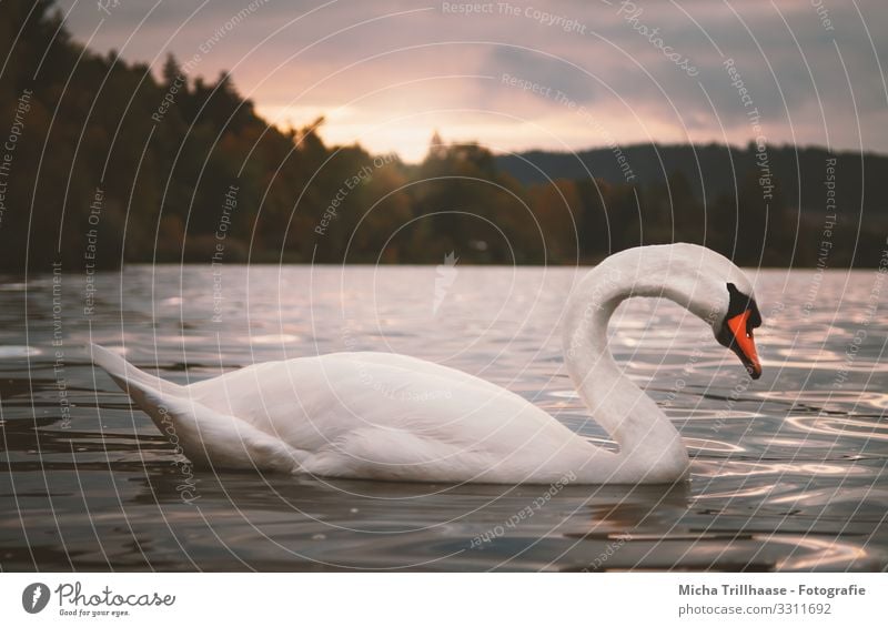 Schwan im Sonnenuntergang Natur Landschaft Tier Wasser Himmel Wolken Sonnenaufgang Sonnenlicht Schönes Wetter See Wildtier Vogel Tiergesicht Flügel Höckerschwan