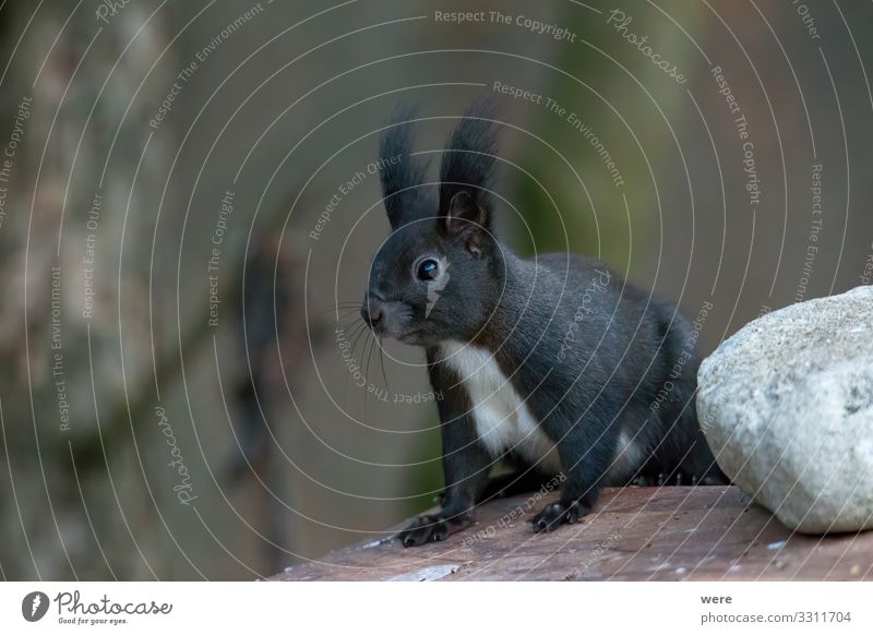 European brown squirrel in winter coat Natur Tier Wildtier 1 weich Eichhörnchen animal branch branches copy space cuddly cuddly soft cute european squirrel