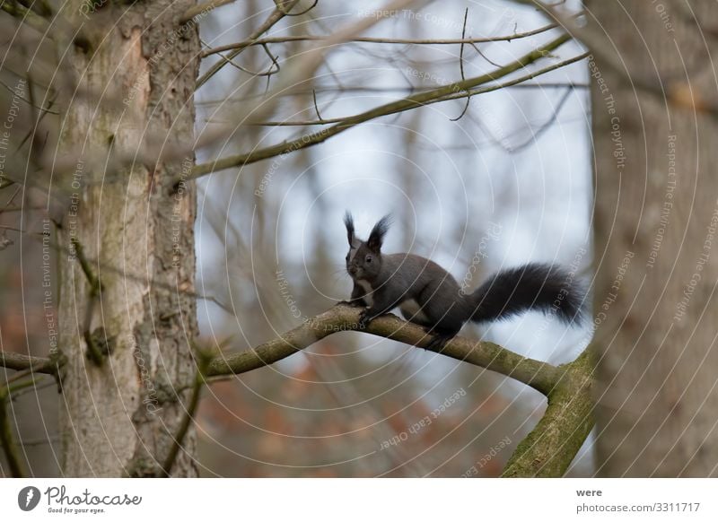 European brown squirrel in winter coat on a branch Natur Tier Wildtier 1 weich Eichhörnchen animal branches copy space cuddly cuddly soft cute european squirrel