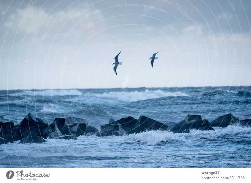 2 Möwen und Meer Urelemente Erde Luft Wasser Himmel Herbst schlechtes Wetter Unwetter Sturm Wellen Küste Ostsee Tier Wildtier Vogel fliegen bedrohlich blau