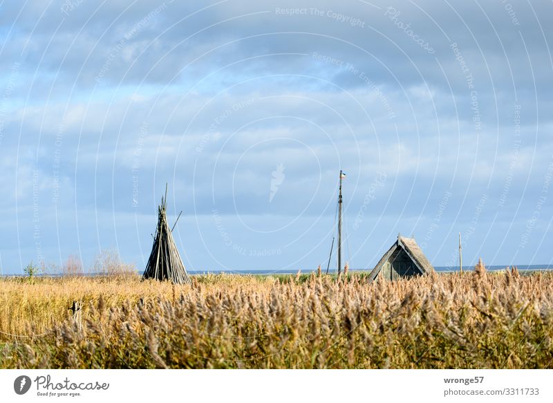 Boddenlandschaft bei Althagen auf dem Darß mit Schilf, Bootshaus, Schiffsmasten, Holzstangen und Möwe Boddenlandschaft Mecklenburg-Vorpommern Schilfrohr