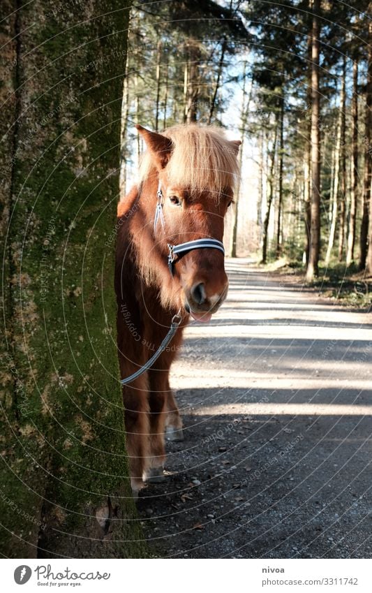 Islandpferd schaut hinterm Baum hervor Ausflug Abenteuer Winter Reiten Umwelt Natur Landschaft Wetter Schönes Wetter Wald Menschenleer Wege & Pfade Tier