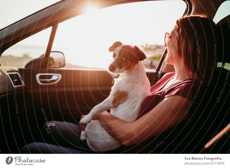 junge frau und ihr süßer jack russell hund im auto bei sonnenuntergang. reisekonzept Frau Hund PKW Sonnenuntergang Liebe Zusammensein Jack-Russell-Terrier