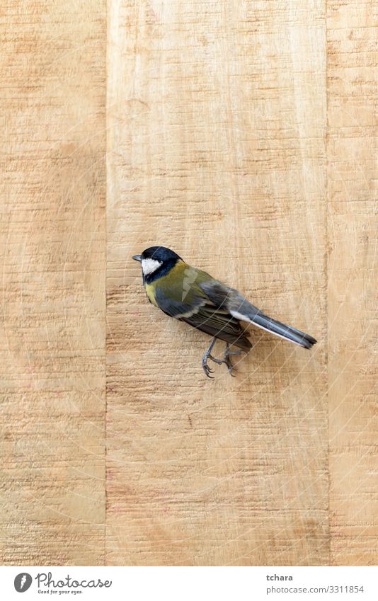 Kleine tote Meise auf einem alten Holzbrett schön Garten Dekoration & Verzierung Natur Tier Park Vogel Flügel klein natürlich niedlich wild blau gelb Tod Farbe