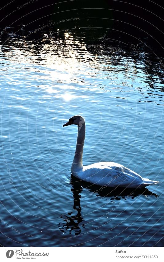 Schwanenkönig Umwelt Natur Tier Wasser Sonnenaufgang Sonnenuntergang See 1 beobachten entdecken Schwimmen & Baden tauchen ästhetisch nass blau schwarz silber