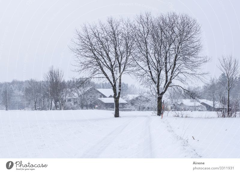 Begrüßungskomitee Bauernhof Landwirtschaft Forstwirtschaft Urelemente Winter Schnee Schneefall Baum Feld Ebene Bayern Dorf Wege & Pfade Allee dunkel natürlich