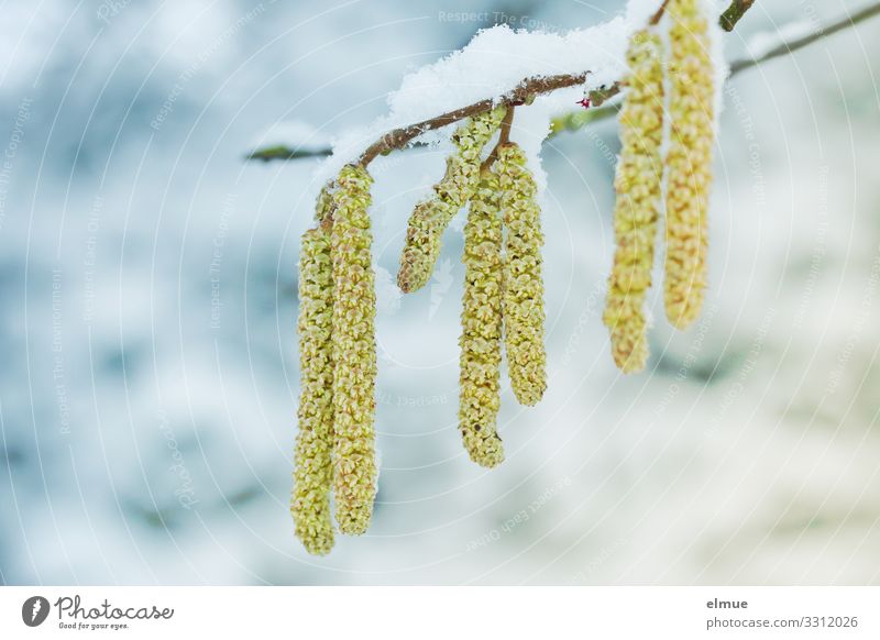 Frühlingsboten Natur Pflanze Winter Schnee Baum Haselnuss Birkengewächs Blütenkätzchen Haselnussstrauch Katzenbaby Zweig hängen kalt Frühlingsgefühle Vorfreude