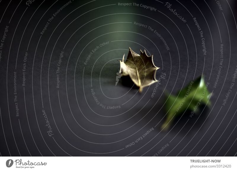 Herabgefallenes Stechpalmenblatt Natur Pflanze Winter Klima Klimawandel Blatt exotisch Dekoration & Verzierung ästhetisch bedrohlich dunkel elegant fest Spitze