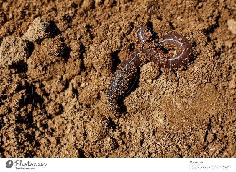 Wurm im Boden. Gemüse Garten Natur Pflanze Tier Erde natürlich braun Regenwurm organisch Hintergrund Worms Ackerbau Köder Kompost Düngung eisenia Nahaufnahme